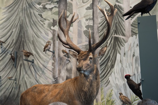 9'000 im neuen Naturmuseum