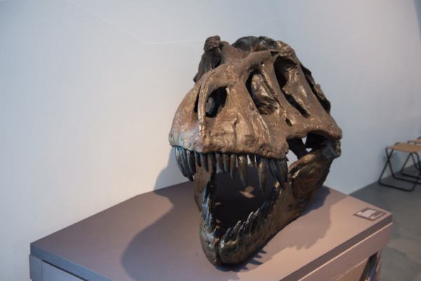 9'000 im neuen Naturmuseum