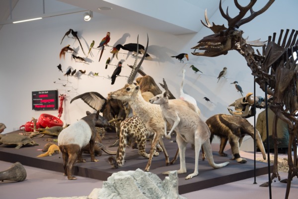 9'000 im neuen Naturmuseum