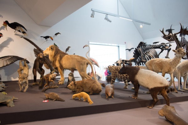 9'000 im neuen Naturmuseum
