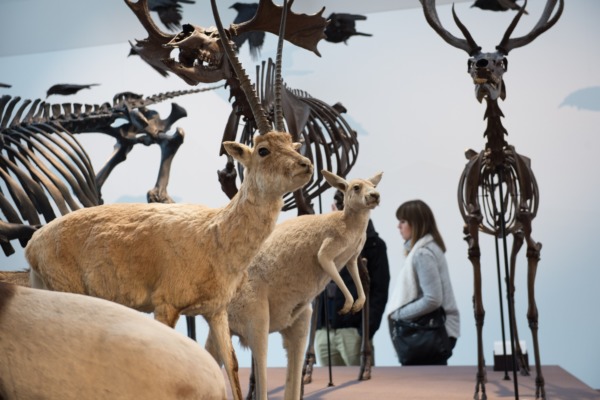 9'000 im neuen Naturmuseum