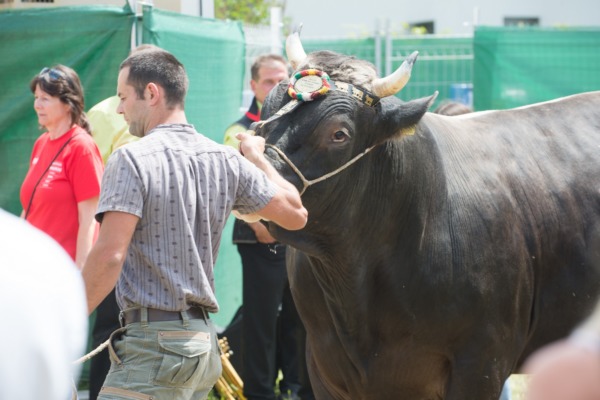 Kantonalschwingfest 2018 in Tübach