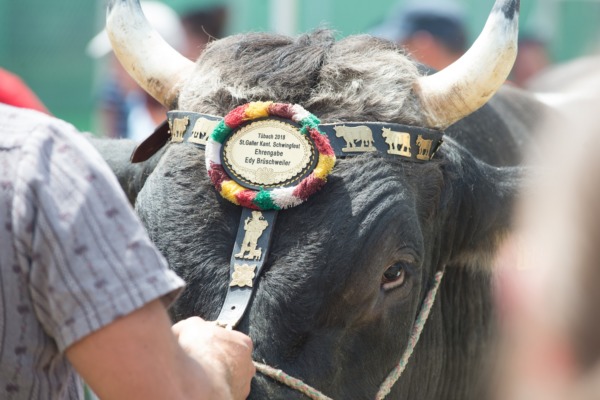 Kantonalschwingfest 2018 in Tübach
