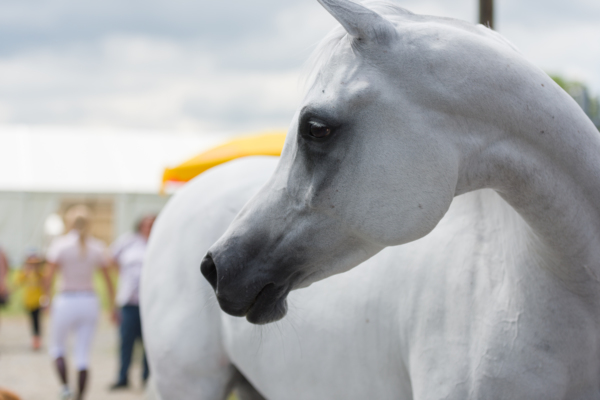 Der LEADER am CSIO 2018