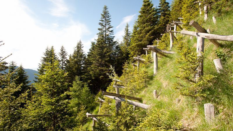 Schutzwald schützt vor Naturgefahren