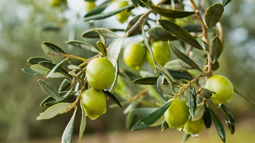 Bonyf lanciert Prothesen-Haftcreme auf Olivenölbasis