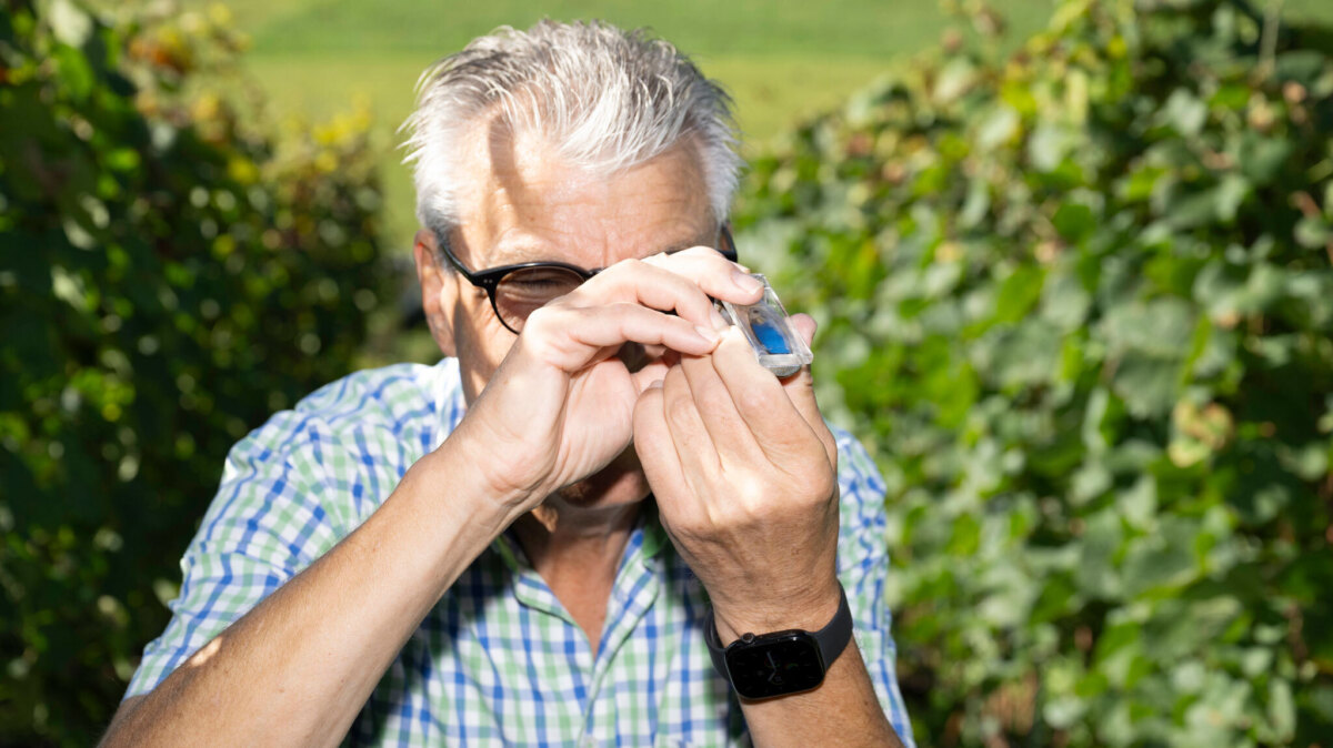 Der Zuckergehalt der Trauben ist entscheidend für den Erntezeitpunkt.