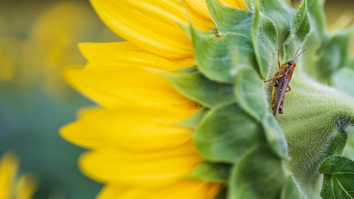 Lebensmittel für die Welt von morgen