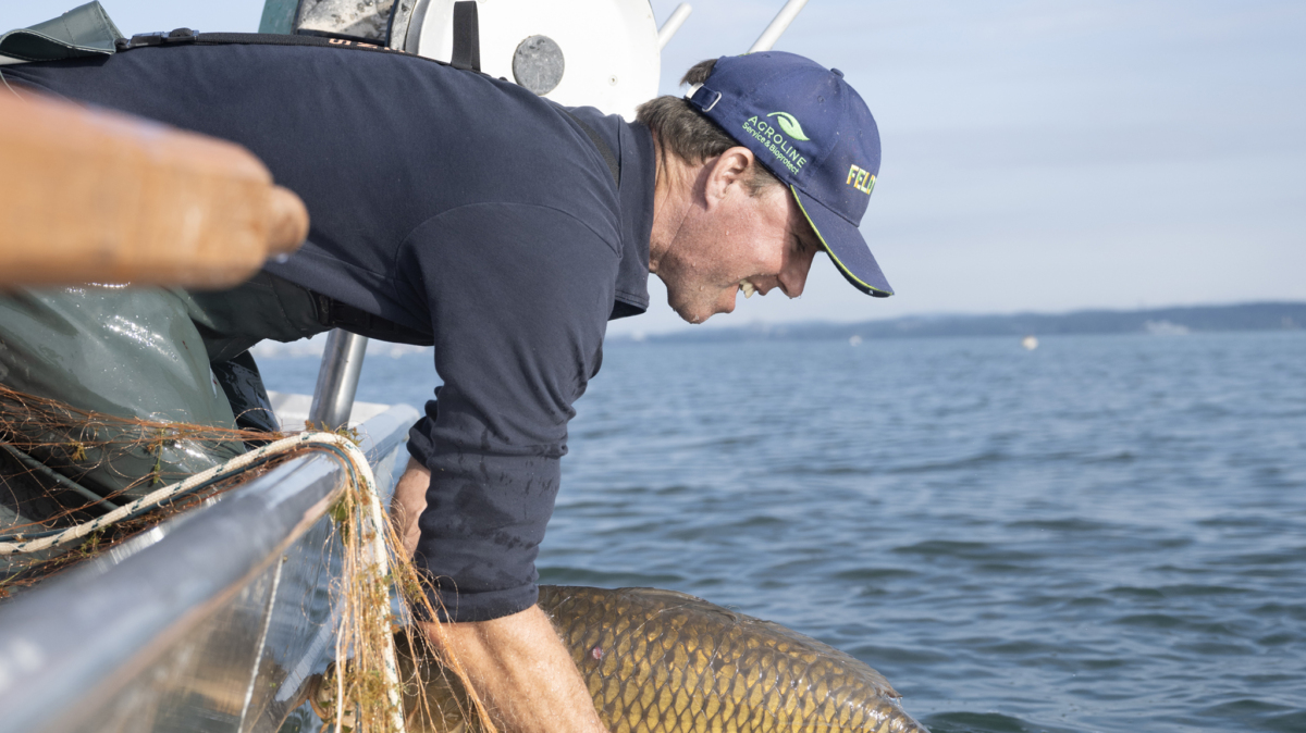 Felchen, Egli – aus! Schleie, Karpfen und Wels im Trend
