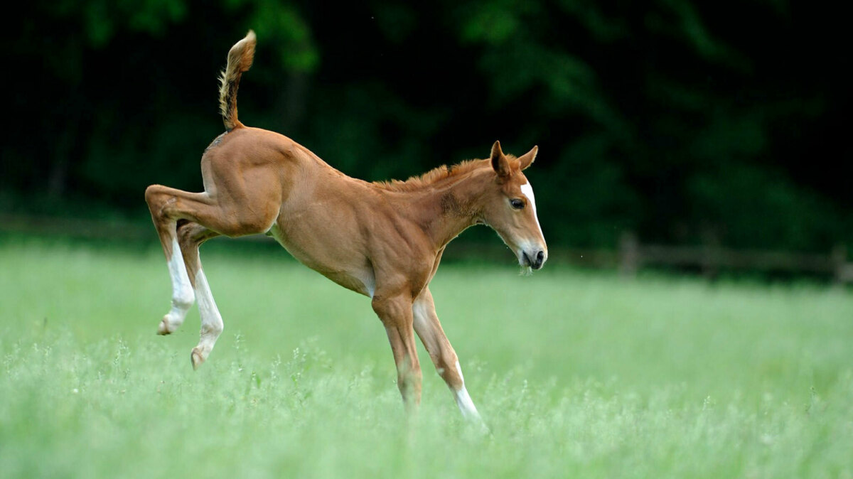 Die «Next Generation» kann bald Ihnen gehören