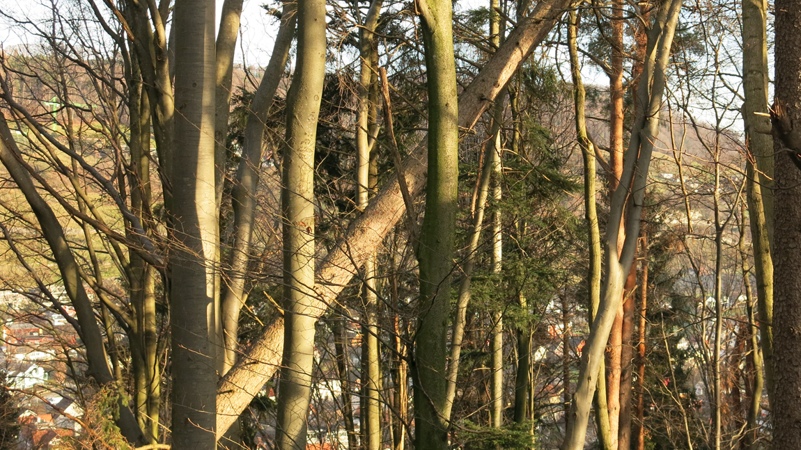 Lebensversicherung Schutzwald