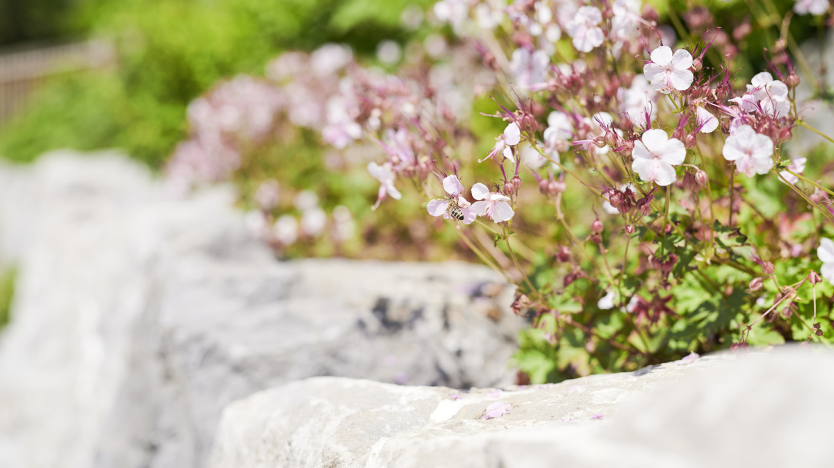 Bienenfreundliche Sträucher und Pflanzen liegen hoch im Kurs.