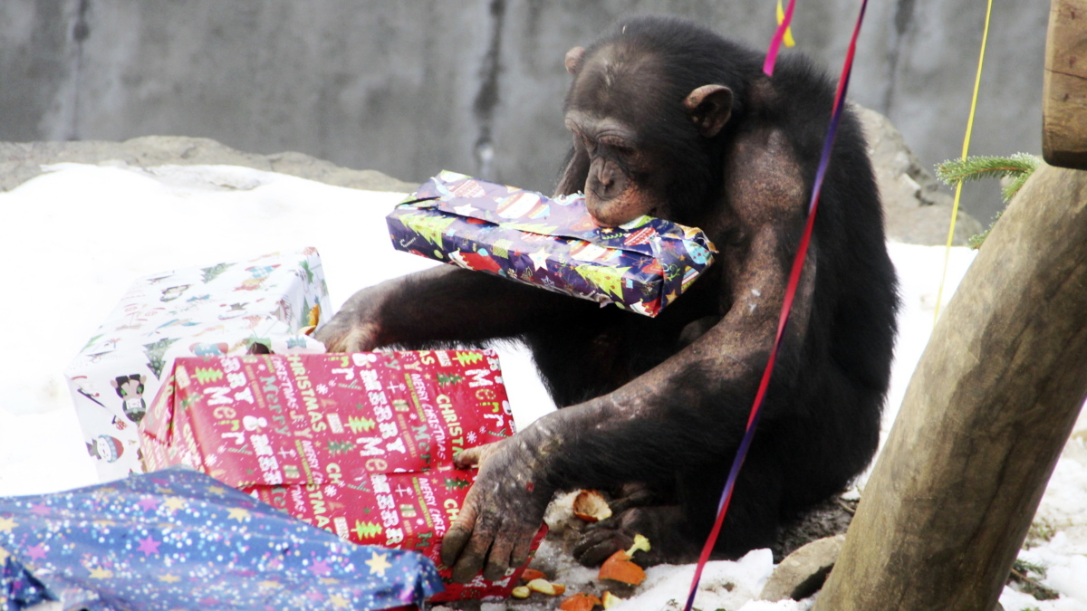Weihnachten für die Tiere